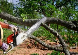 How Our Tree Care Process Works  in Round Lake Park, IL